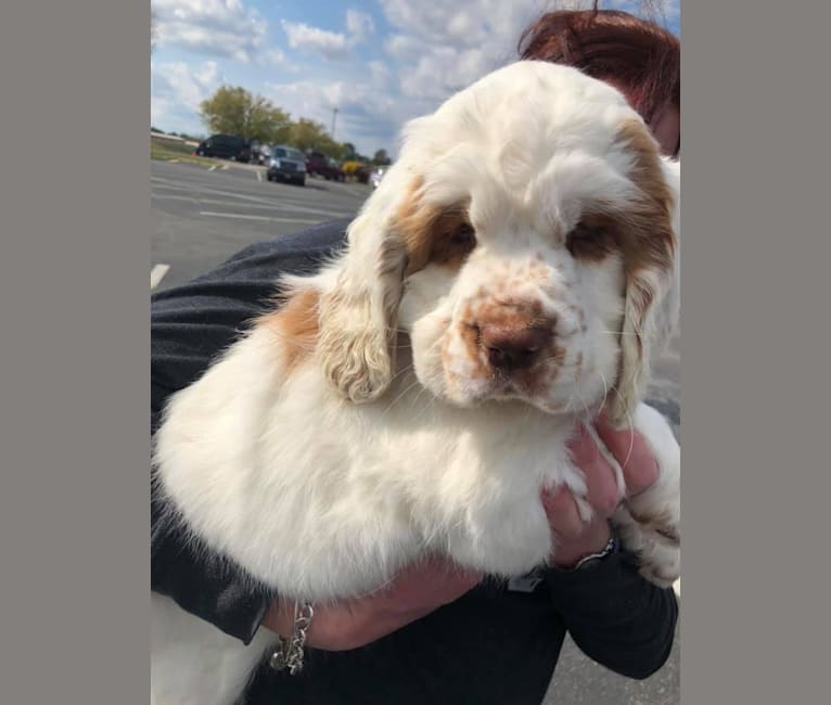 AggieBelle, a Clumber Spaniel tested with EmbarkVet.com