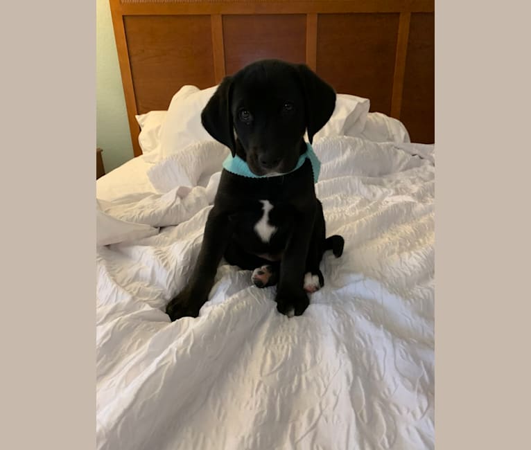 American foxhound black lab mix top