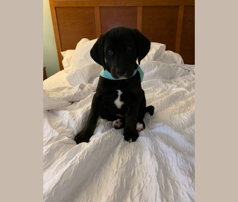 Ollie Milazzo, an American Foxhound and German Shorthaired Pointer mix tested with EmbarkVet.com