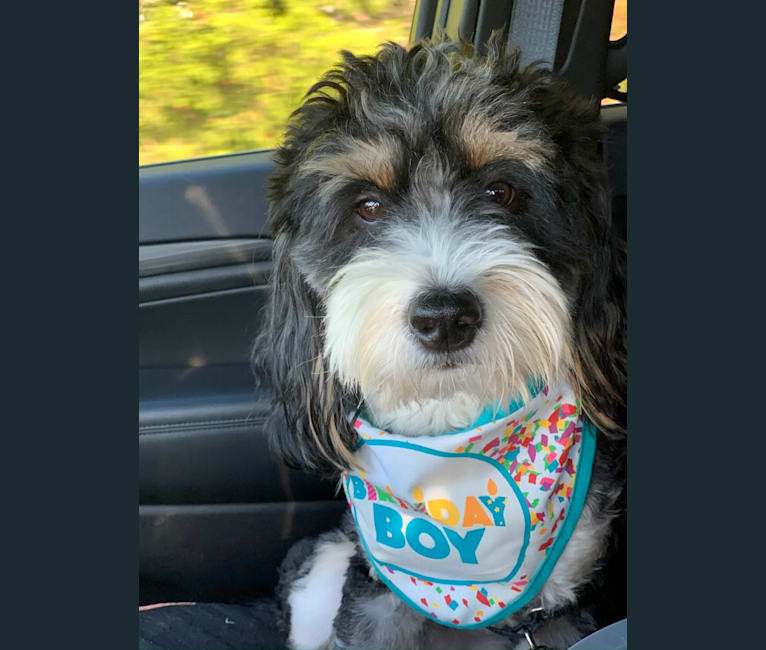 Drake, a Bernese Mountain Dog and Poodle (Small) mix tested with EmbarkVet.com