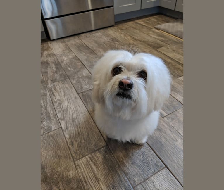 Embark Dog Dna Test Breed