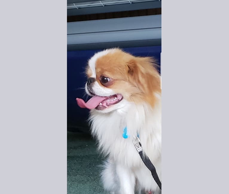 Albino japanese chin 2025