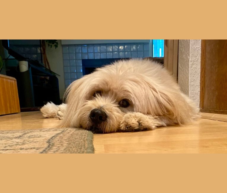 Lhasa apso chow mix 2025