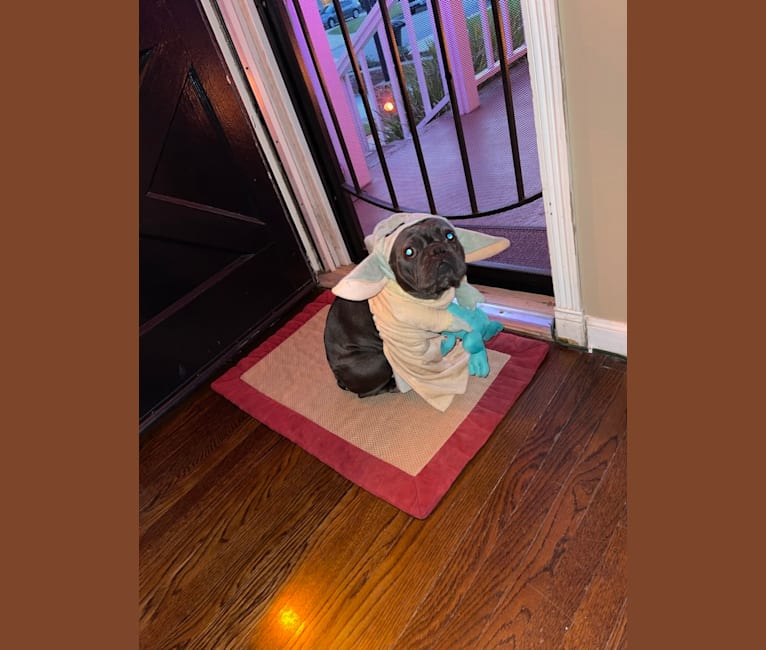 Blu, a French Bulldog tested with EmbarkVet.com