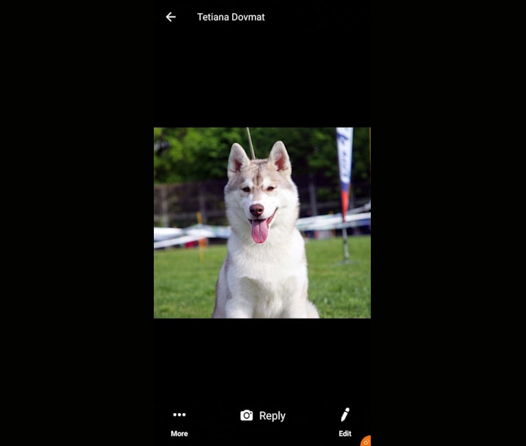 LeRoy, a Siberian Husky tested with EmbarkVet.com