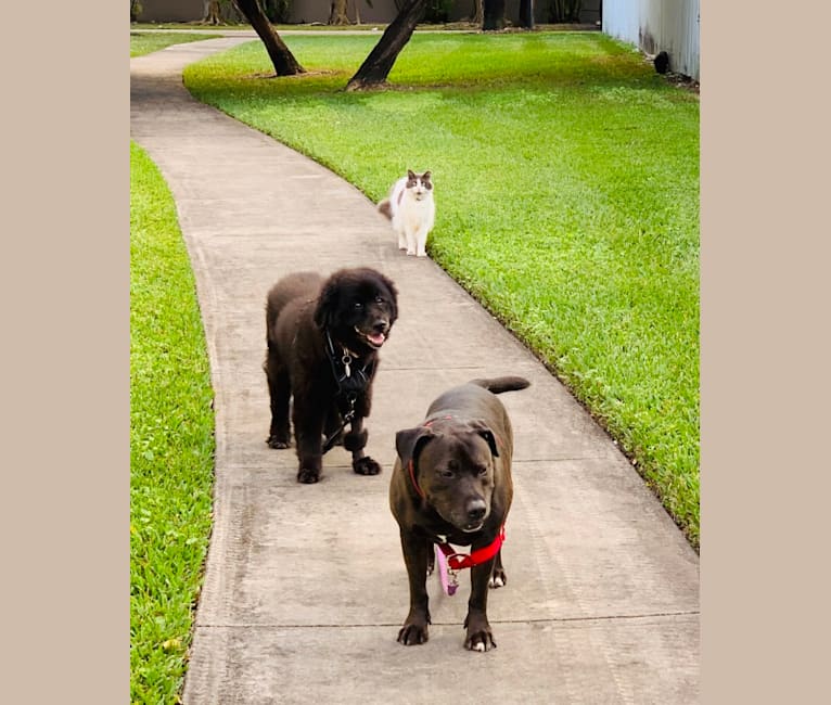 Snoop, an American Bully and Golden Retriever mix tested with EmbarkVet.com