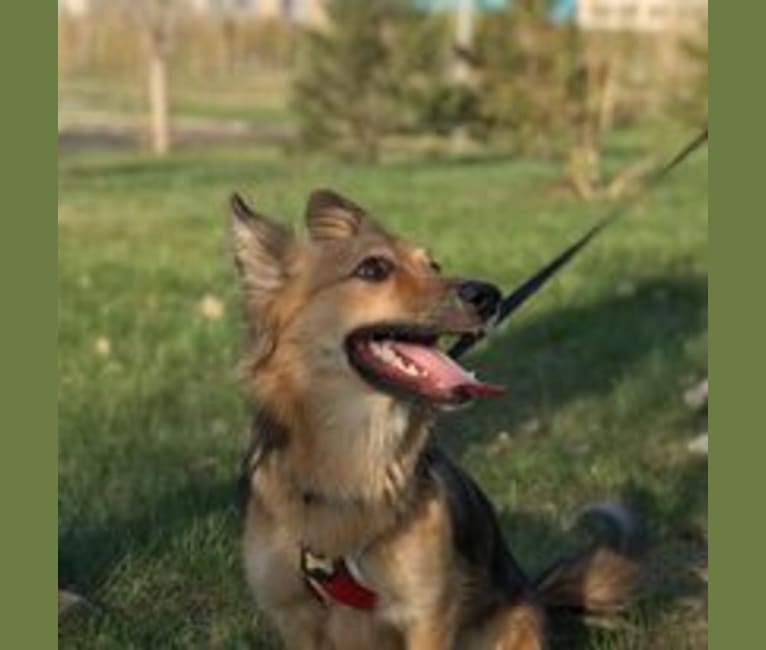 Julia, a Central Asian Village Dog tested with EmbarkVet.com
