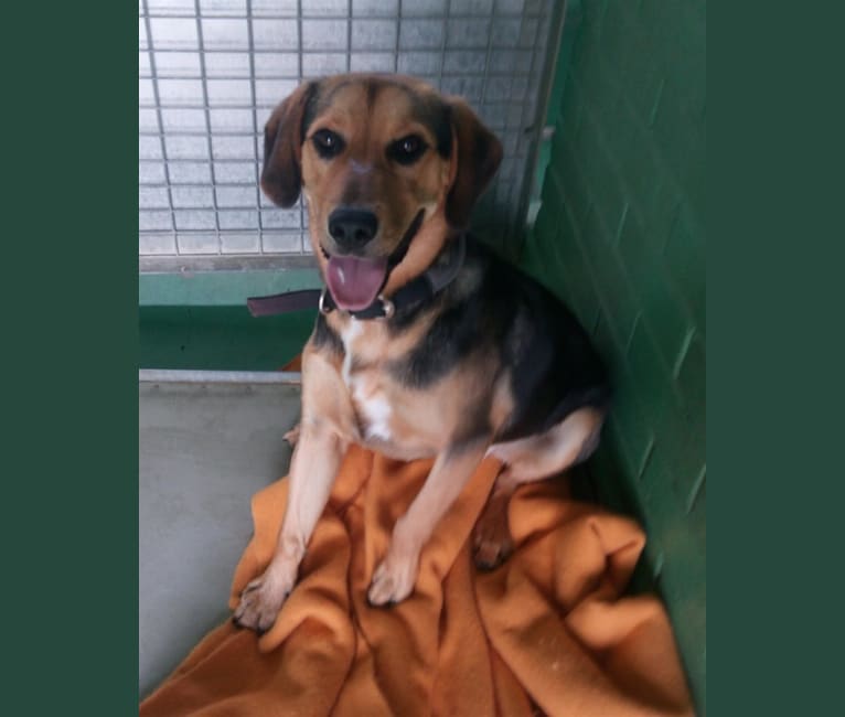 Bailey, a Beagle and Labrador Retriever mix tested with EmbarkVet.com