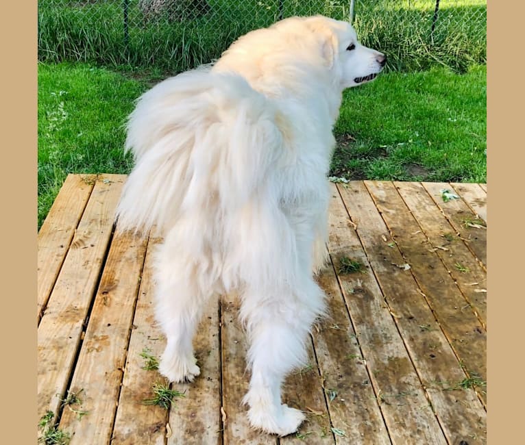 Cooper, a Great Pyrenees tested with EmbarkVet.com