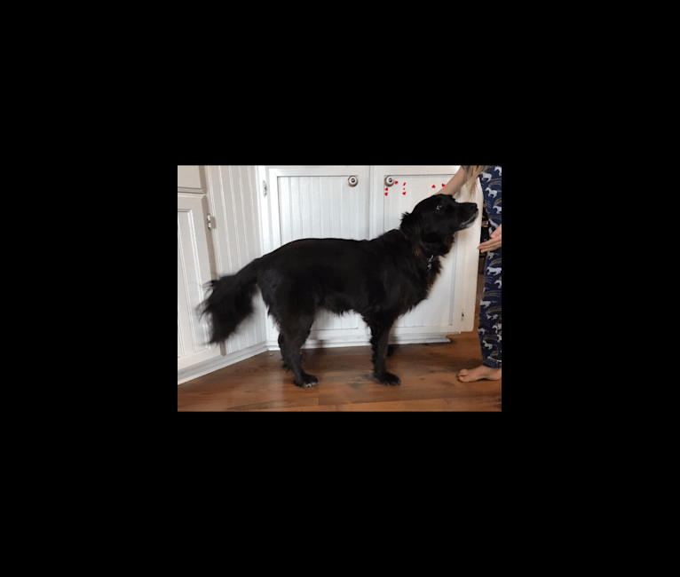 Nymeria, a Labrador Retriever and Rottweiler mix tested with EmbarkVet.com
