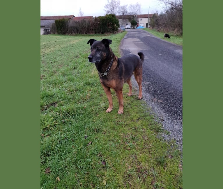 Alfie, a Belgian Malinois and Rottweiler mix tested with EmbarkVet.com