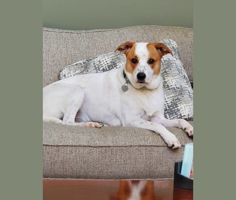American bulldog australian cattle cheap dog mix