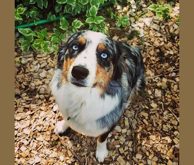 Ellie Einstein Cow Creek Aussies, an Australian Shepherd Group tested with EmbarkVet.com
