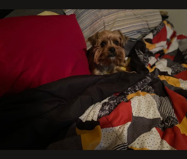 Photo of Charlie, a Yorkshire Terrier  in Pennsylvania, USA