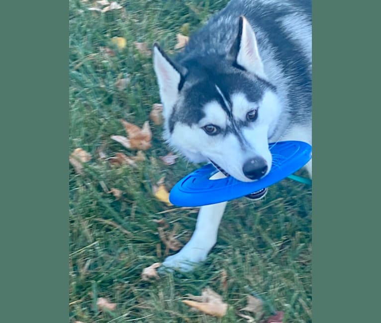 Storm, a Siberian Husky and American Pit Bull Terrier mix tested with EmbarkVet.com