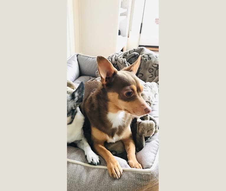 Goji, a Chihuahua tested with EmbarkVet.com