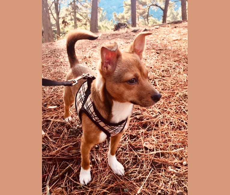 Photo of Jack, a Chihuahua, Shih Tzu, and Pomeranian mix in Oakland, California, USA