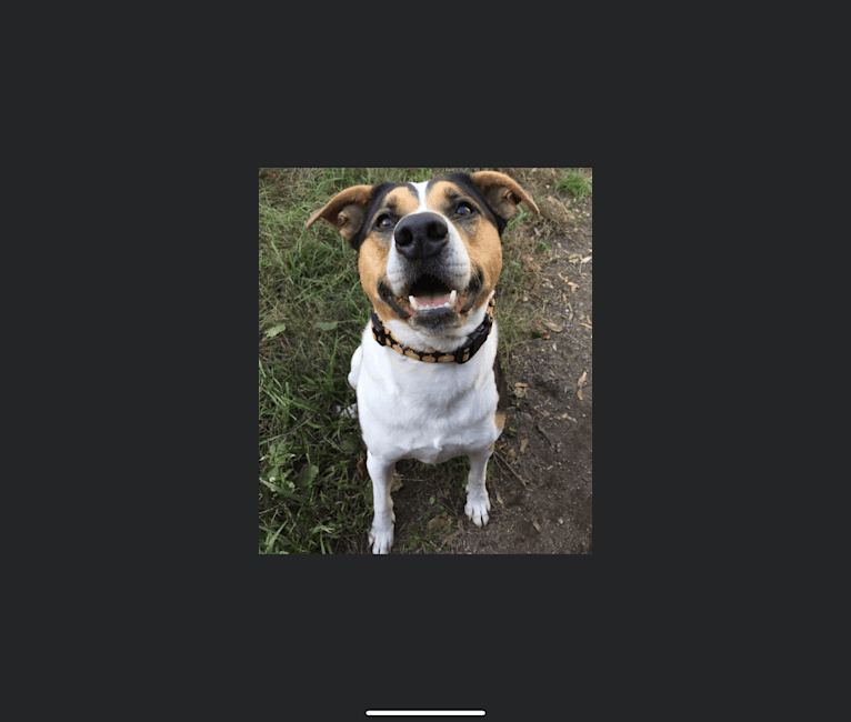 Daisy, a Staffordshire Terrier and Australian Cattle Dog mix tested with EmbarkVet.com