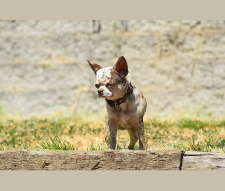Photo of Sebastian, a Chihuahua  in Michigan, USA