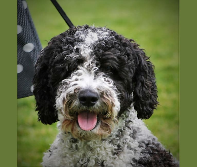 ChaCha, a Spanish Water Dog tested with EmbarkVet.com