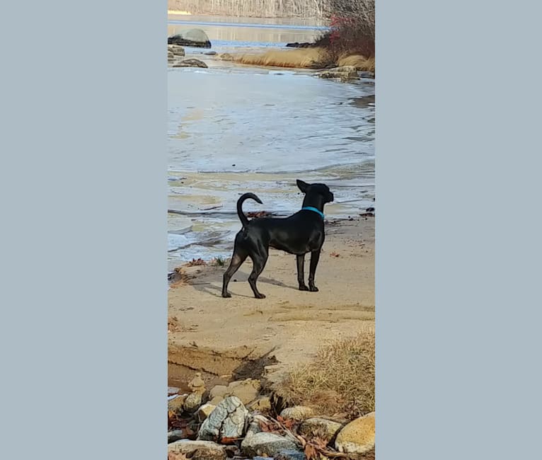 Kota, an American Pit Bull Terrier and American Bulldog mix tested with EmbarkVet.com