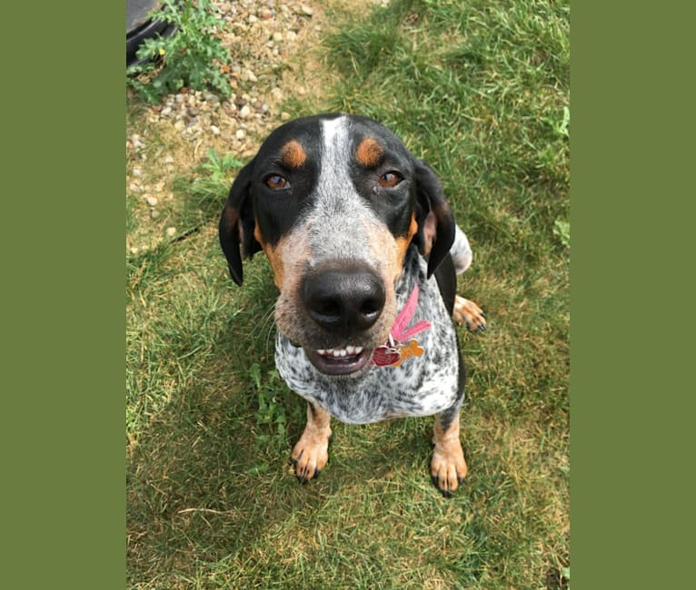 Lynard, an American English Coonhound tested with EmbarkVet.com