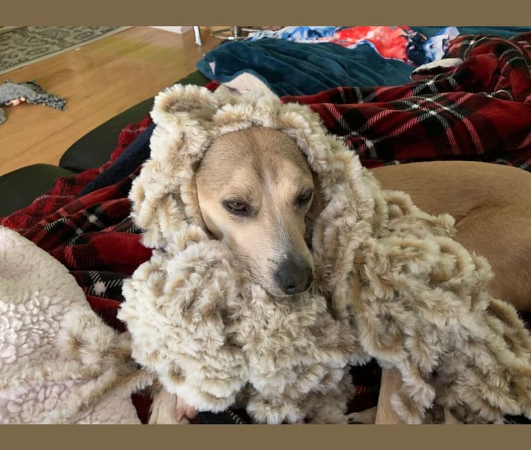 Photo of Wiley, an American Pit Bull Terrier, American Staffordshire Terrier, Pomeranian, and Shetland Sheepdog mix in Santa Clarita, California, USA