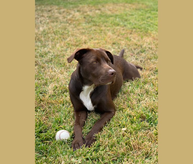 Embark Dog Dna Test Breed