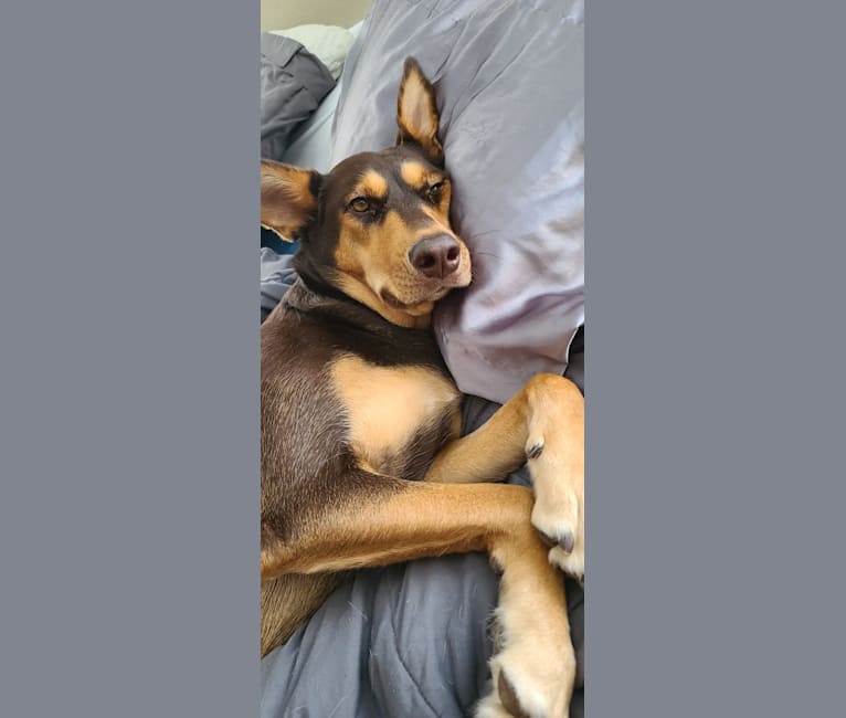 Husky cross doberman sales