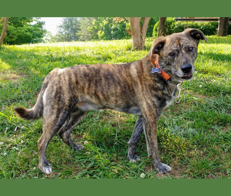 Brindle rottweiler clearance