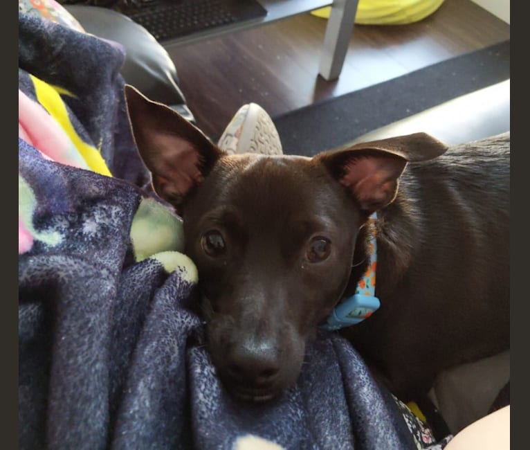 Iggy, a Chihuahua and Rat Terrier mix tested with EmbarkVet.com