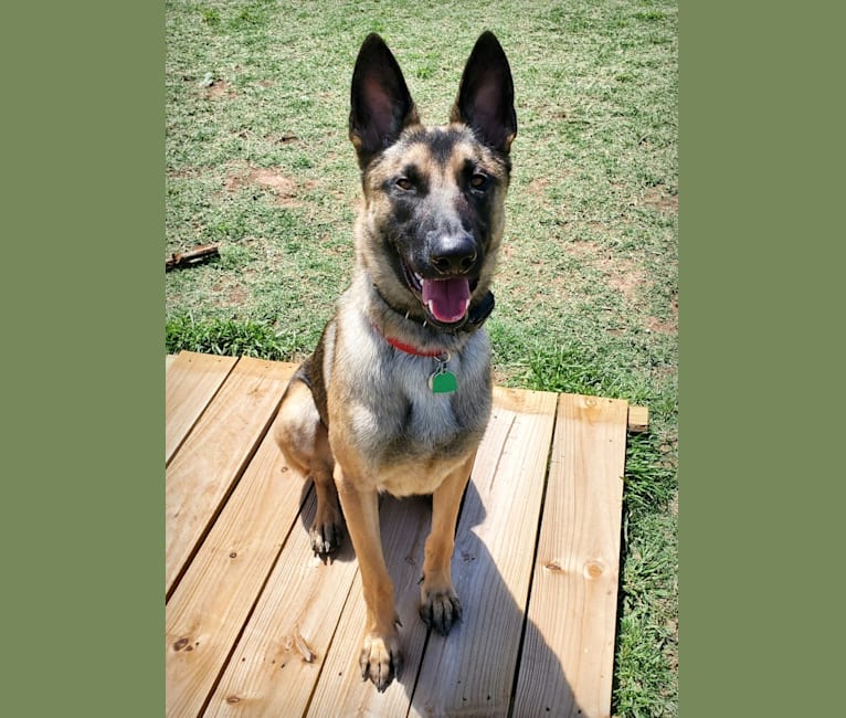 Rhodey, a German Shepherd Dog and Dutch Shepherd mix tested with EmbarkVet.com