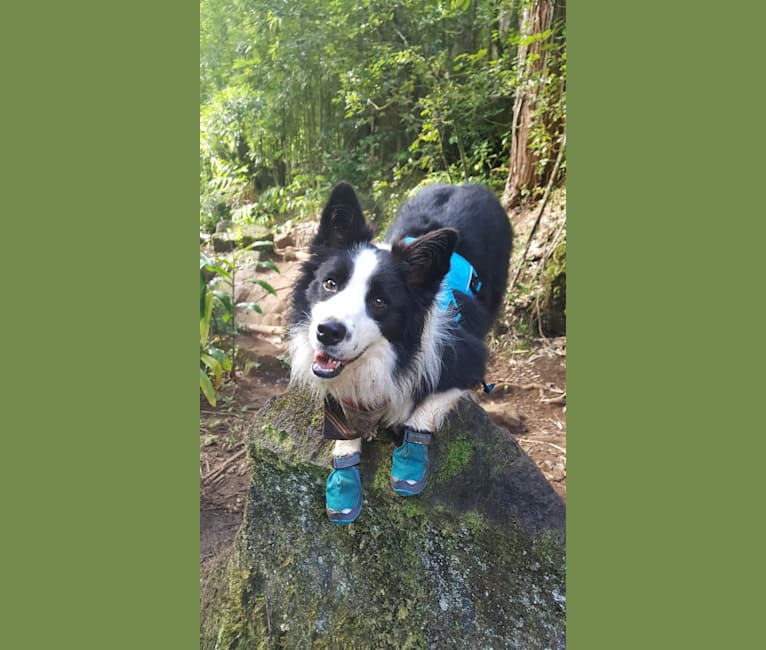 Kida, a Border Collie tested with EmbarkVet.com