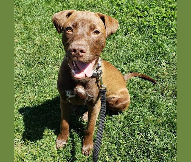 Photo of Bonnie, an American Pit Bull Terrier and Labrador Retriever mix in Texas, USA