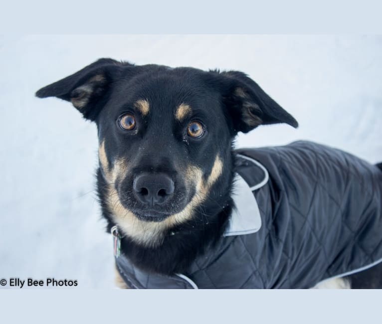 Oscar, a Poodle (Small) and German Shepherd Dog mix tested with EmbarkVet.com