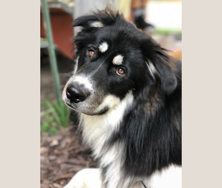 River, a Border Collie and Siberian Husky mix tested with EmbarkVet.com