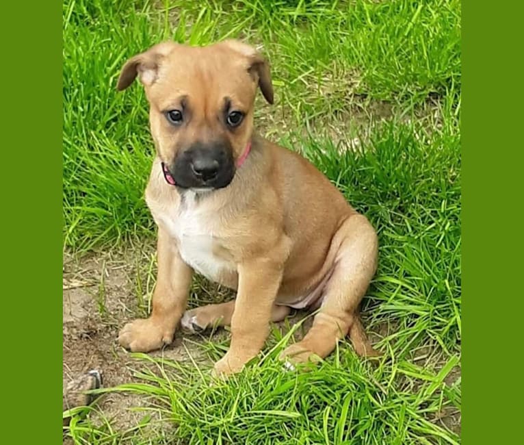 Piper, an American Pit Bull Terrier and Dutch Shepherd mix tested with EmbarkVet.com