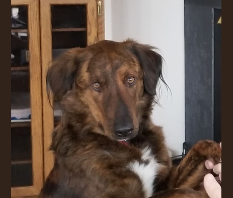 Brindle deals golden retriever