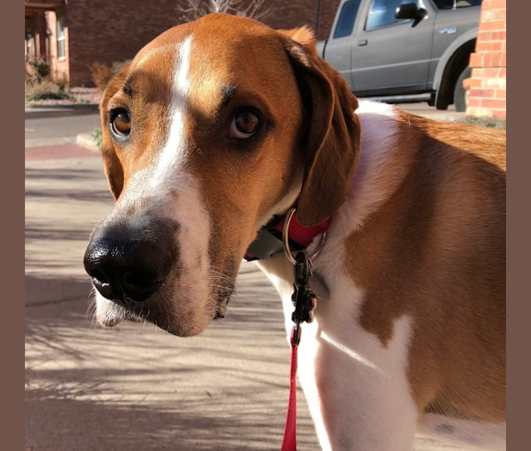 St bernard shop hound mix