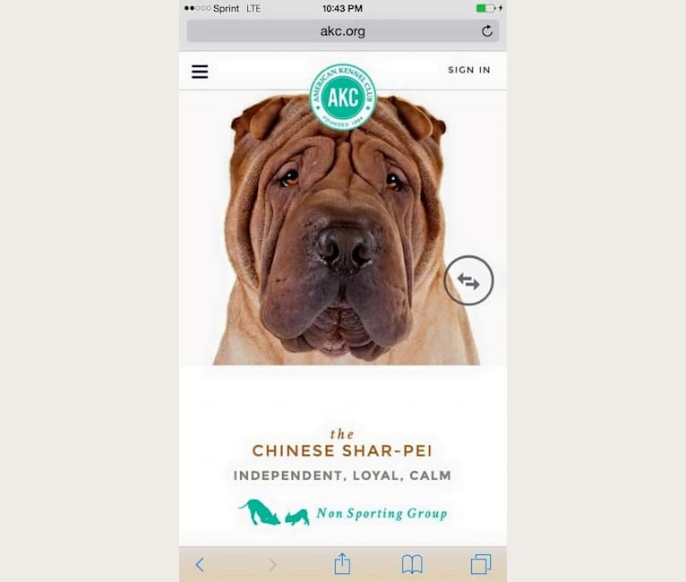 IDOL, a Chinese Shar-Pei tested with EmbarkVet.com