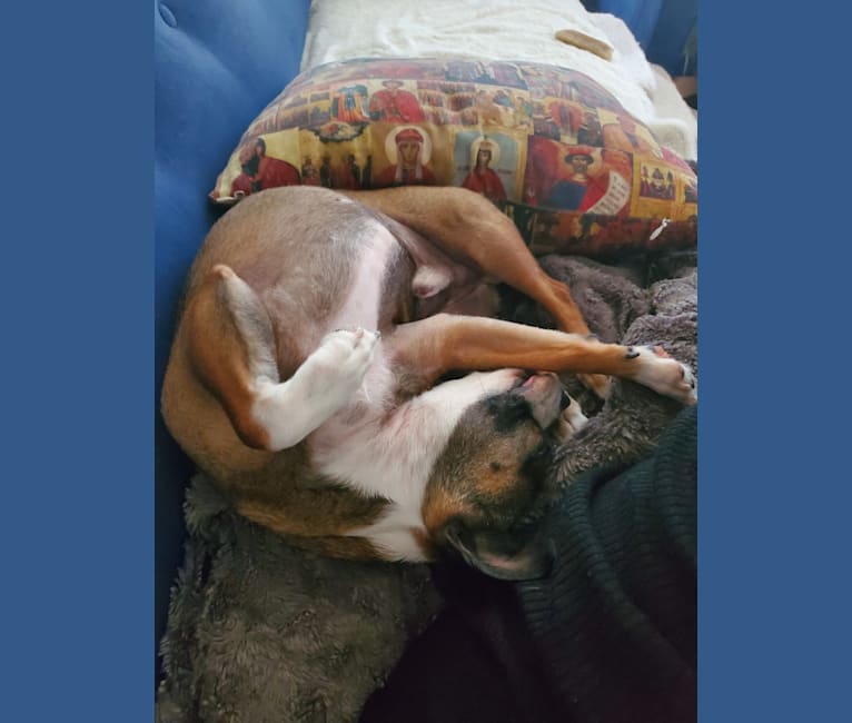 Cornelius, a Pug and Chihuahua mix tested with EmbarkVet.com