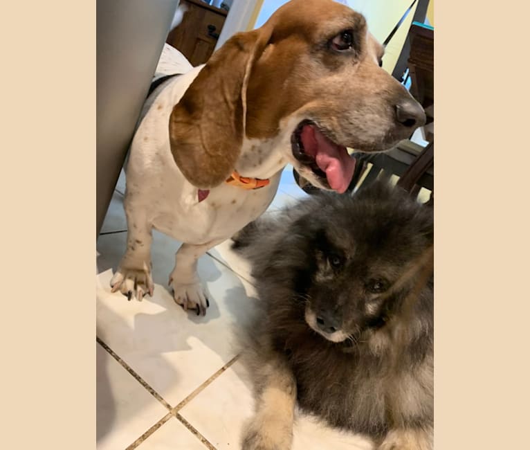 Leia, a Basset Hound tested with EmbarkVet.com