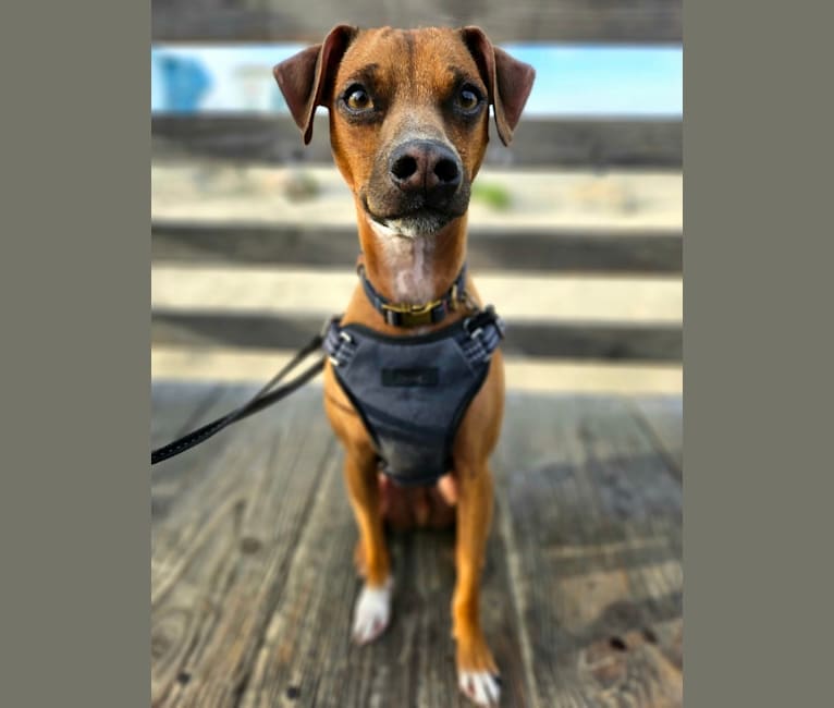 Sampson Vibe, a Russell-type Terrier and Chihuahua mix tested with EmbarkVet.com