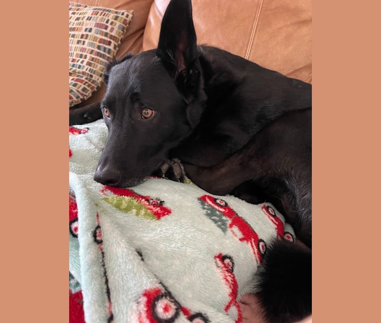 Emmet, a Norwegian Elkhound and Labrador Retriever mix tested with EmbarkVet.com