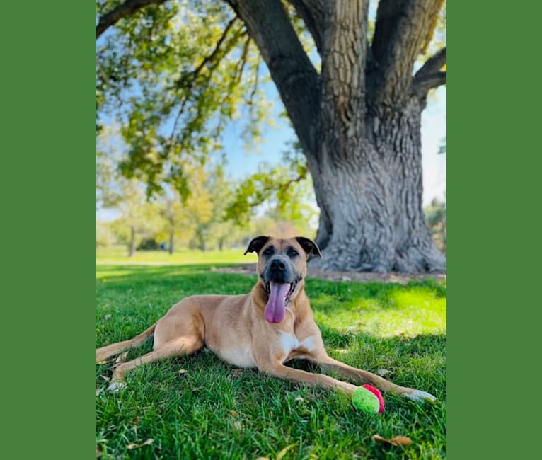 Tahoe, a German Shepherd Dog and Boxer mix tested with EmbarkVet.com
