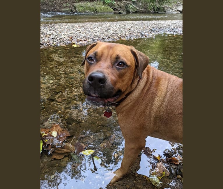 Luca, a Rottweiler and American Pit Bull Terrier mix tested with EmbarkVet.com