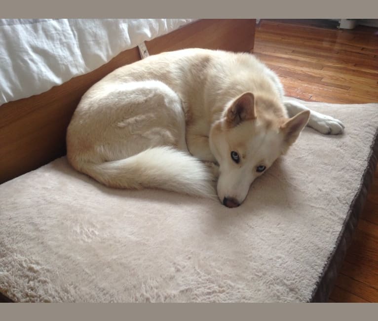 Leeloo, a Siberian Husky tested with EmbarkVet.com