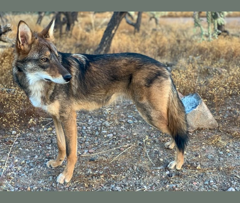 Cilantro, a Border Collie and Coyote mix tested with EmbarkVet.com