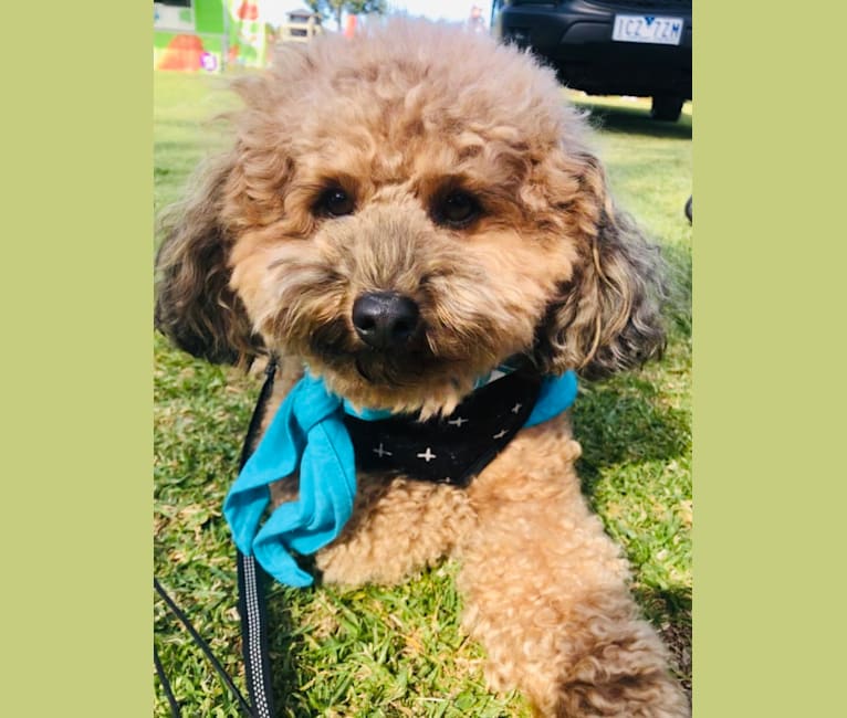 Photo of Teddy, a Poodle (Small)  in New South Wales, Australia