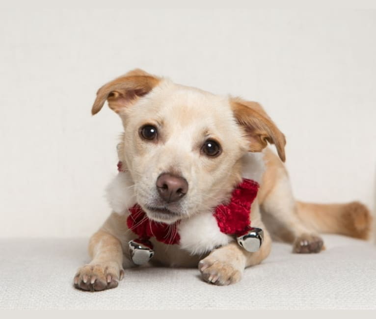 Photo of Buster AKA Busty, a Chihuahua, Russell-type Terrier, Poodle (Small), and Mixed mix in Merced, California, USA